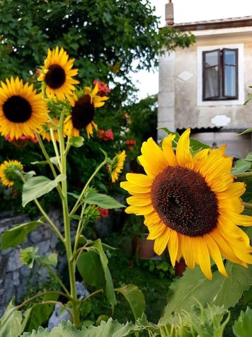 Zelena Oaza Apartamento Skrljevo Exterior foto
